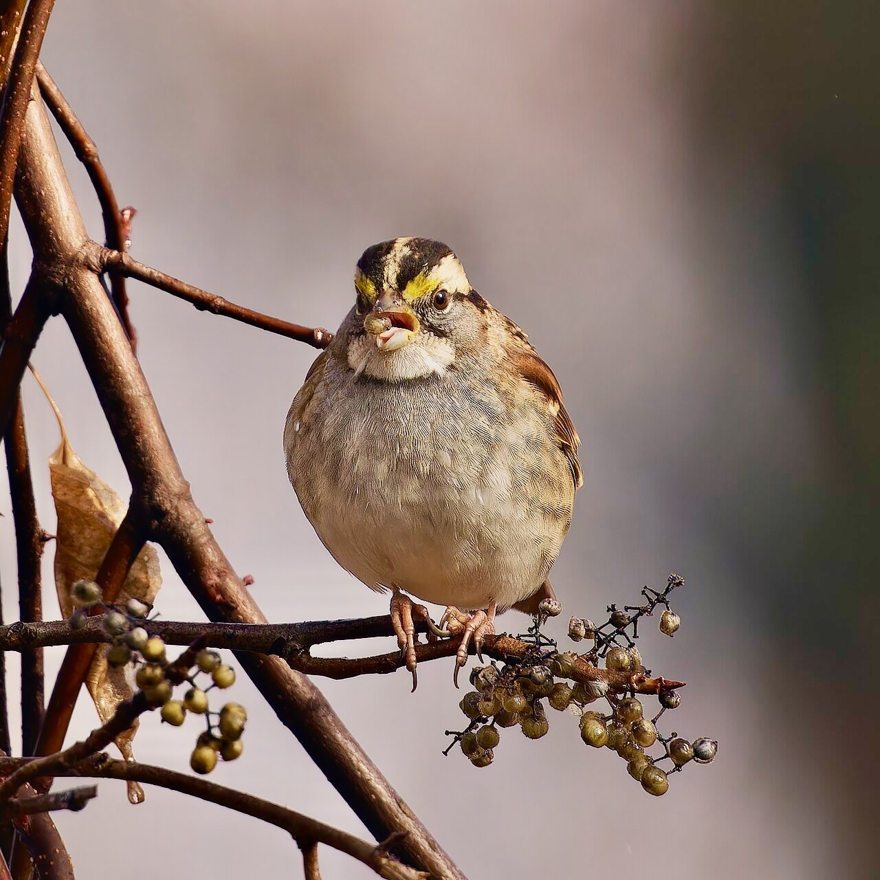 White-throated Sparrow by Paul Danese is licensed under CC BY-SA 4.0. ... feeding on poison ivy berries